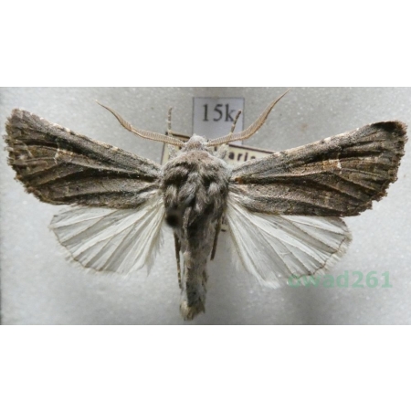 Aporophyla lutulenta (Denis & Schiffermüller, 1775) Belgium15k